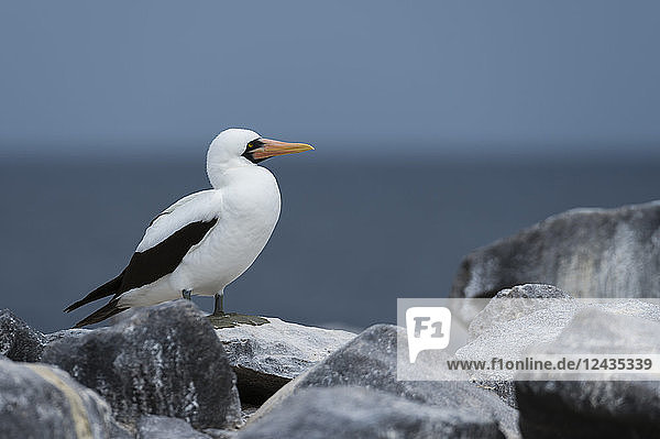 Nazca booby (masked booby) (Sula dactylatra granti)  Punta Suarez  Espanola Island  Galapagos Islands  UNESCO World Heritage Site  Ecuador  South America
