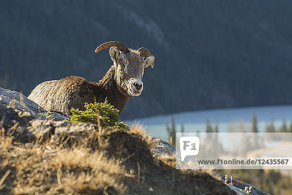 Rocky Mountain Dickhornschaf (Ovis canadensis)  Jasper National Park  UNESCO-Weltkulturerbe  Alberta  Kanada  Nordamerika