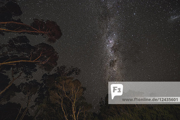 Milky Way rising above Australian forest. Victoria  Australia  Pacific