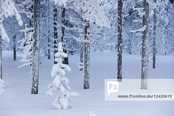 Erfrorener Zwergstrauch  Sodankyla  Lappland  Finnland  Europa