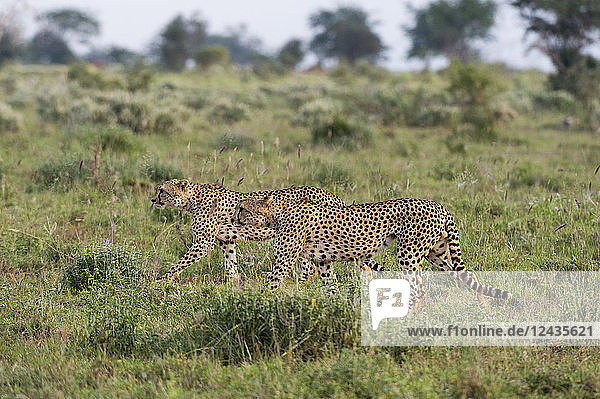 Two endangered cheetahs (Acinonyx jubatus) walking in the savannah  Tsavo  Kenya  East Africa  Africa