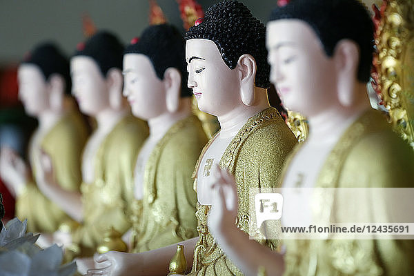 Row of Buddha statues  Hoi Tuong Te Nguoi Hoa Buddhist Chinese temple  Phu Quoc  Vietnam  Indochina  Southeast Asia  Asia