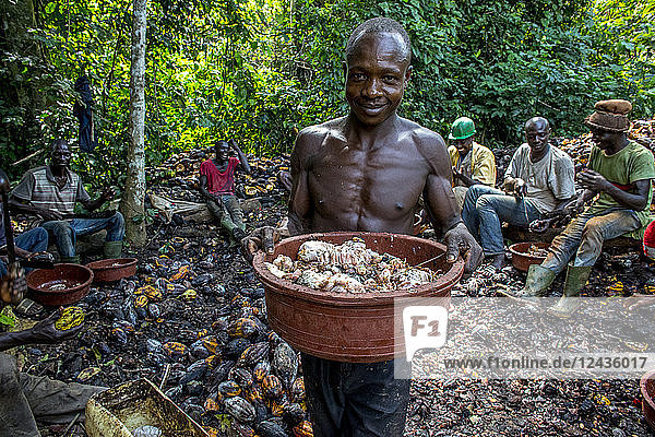 Farmers breaking up harvested cocoa (cacao) pods  Ivory Coast  West Africa  Africa