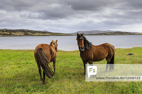 Windgepeitschtes Pferdepaar  ferne Berge und das Meer  The Narrows  Stanley Harbour  Port Stanley  Falklandinseln  Südamerika