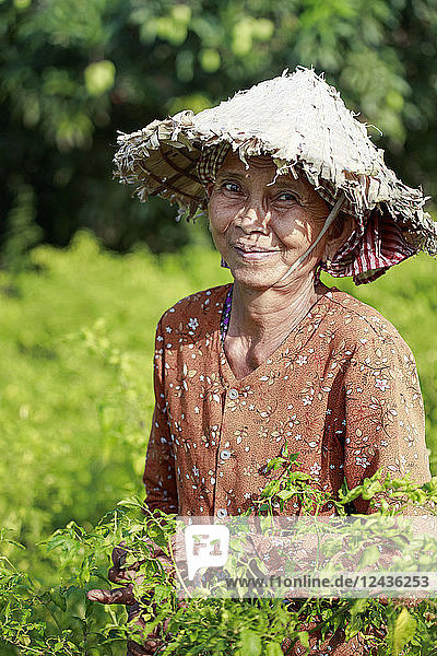 Frau mit kegelförmigem Hut erntet Chilischoten auf einem Feld im ländlichen Kampot  Kambodscha  Indochina  Südostasien  Asien
