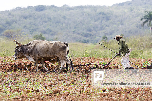 Tobacco farmer ploughing a tobacco field with oxen in Vinales  Pinar del Rio  Cuba  West Indies  Caribbean  Central America