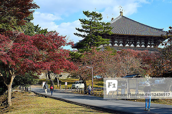 Nara-Park im Herbst mit Todaiji-Tempel im Hintergrund  Nara  Japan  Asien