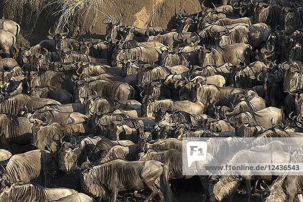 Herd of migrating wildebeest (Connochaetes taurinus) crossing Mara River  Masai Mara Game Reserve  Kenya  East Africa  Africa