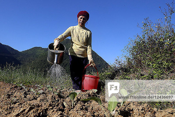 Farmer watering vegetable in the field  Bac Son  Vietnam  Indochina  Southeast Asia  Asia