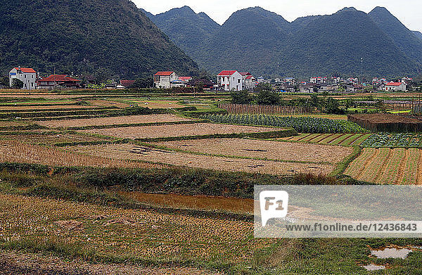 Rice fields after harvest  Bac Son  Vietnam  Indochina  Southeast Asia  Asia