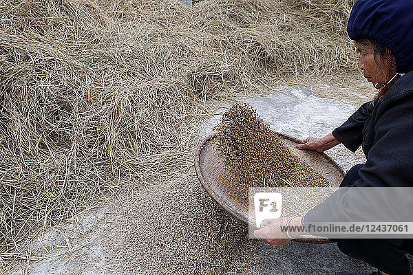 Woman winnowing rice  Lang Son  Vietnam  Indochina  Southeast Asia  Asia