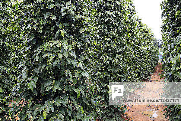 Black pepper plantation  Phu Quoc  Vietnam  Indochina  Southeast Asia  Asia