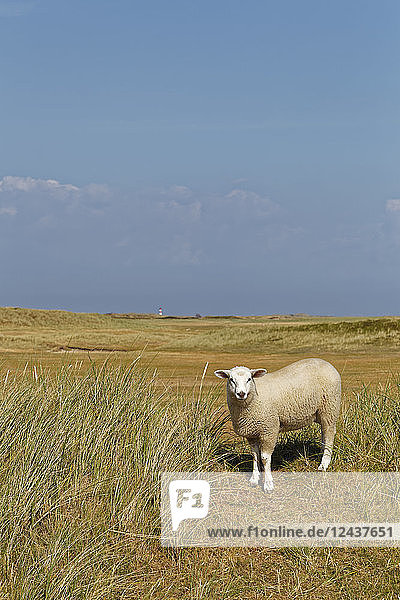 Germany  North Frisia  Sylt  Sheep on meadow