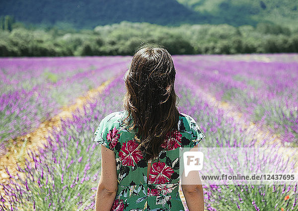 France  Provence  Valensole plateau  woman in lavender fields in the summer