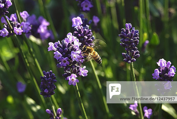 Germany  lavender and honeybee