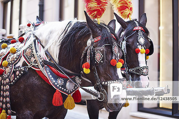 Poland  Krakow  two festive decorated horses
