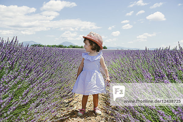 France  Provence  Valensole plateau  toddler girl standing in purple lavender fields in the summer