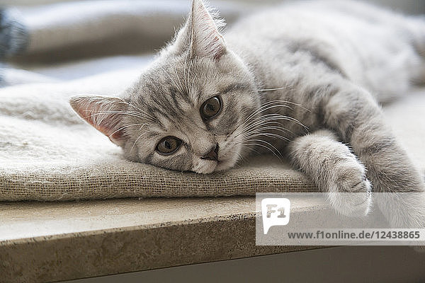 British shorthair kitten lying on window sill