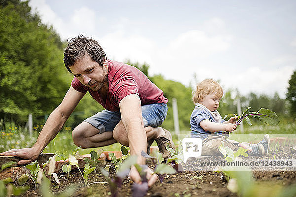 Father with his little son in the garden planting seedlings
