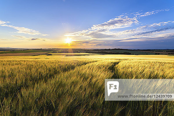 UK  Scotland  East Lothian  field of wheat at sunset