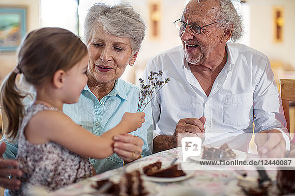 Grandparents celebrating a birthday with their granddaughter  eating chocolate cake