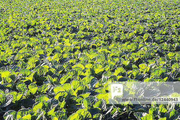 UK  Scotland  East Lothian  young plants on Brussels Sprout field