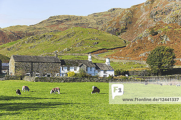 United Kingdom  England  Cumbria  Lake District  cows grazing in the countryside next to Wrynose Pass