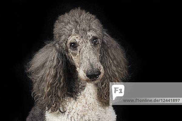 Portrait of poodle in front of black background