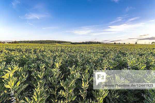 UK  Scotland  East Lothian  view of broad bean field