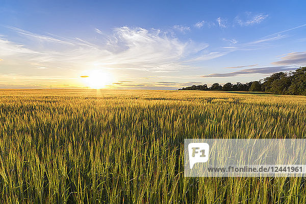 UK  Scotland  East Lothian  field of barley at sunset