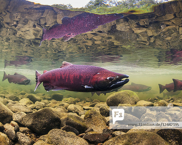 Chinook Salmon also known as King Salmon (Oncorhynchus tshawytscha) schooled in a holding pattern prior to spawning in a tributary of the Deshka River in summer; Alaska United States of America