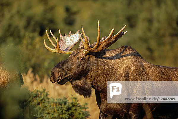 Bull Moose Grazing On Hillside Chugach State Park Southcentral Alaska Autumn