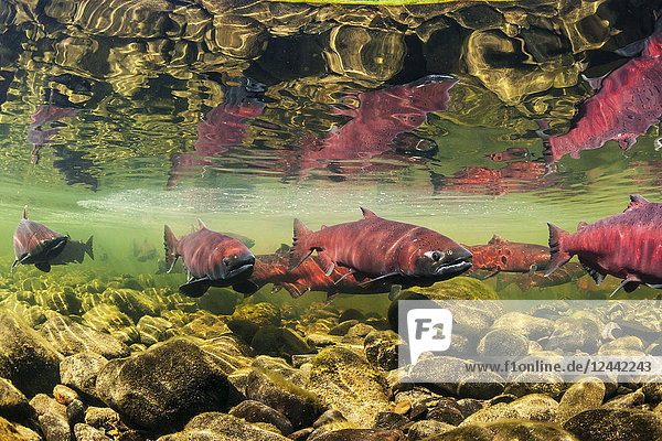 Chinook Salmon also known as King Salmon (Oncorhynchus tshawytscha) schooled in a holding pattern prior to spawning in a tributary of the Deshka River South-central Alaska; Alaska United States of America