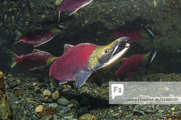 Sockeye Salmon also known as Red Salmon (Oncorhynchus nerka) male threatening a challenger by also raising his snout in an Alaskan stream during the summer; Alaska United States of America