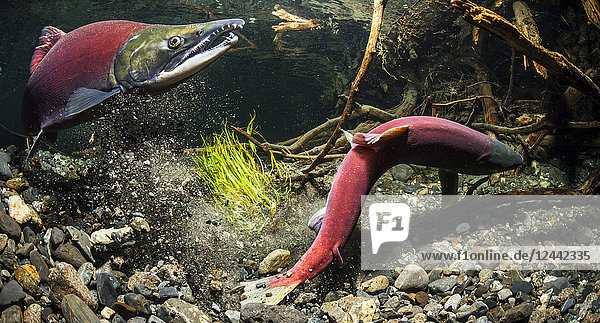 While her alpha male guards a female Sockeye Salmon also known as Red Salmon (Oncorhynchus nerka) excavates her redd in an Alaskan stream near Cordova South-central Alaska; Alaska United States of America