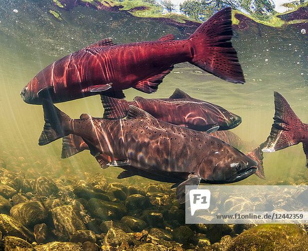 Chinook Salmon also known as King Salmon (Oncorhynchus tshawytscha) schooled in a holding pattern prior to spawning in a tributary of the Deshka River in summer; Alaska United States of America