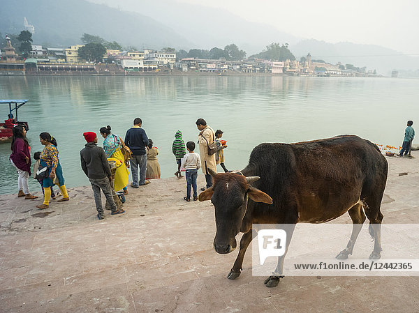 Eine Kuh und Menschen am Ufer des Ganges  Himalaya-Vorgebirge; Rishikesh  Uttarakhand  Indien