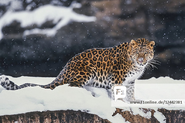 Amur Leopard stehend im Schnee