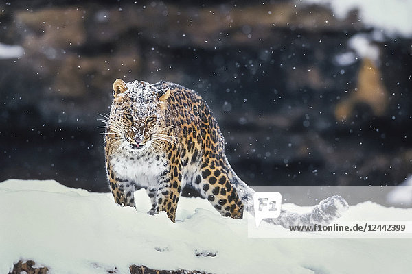 Amur Leopard Standing In Snow