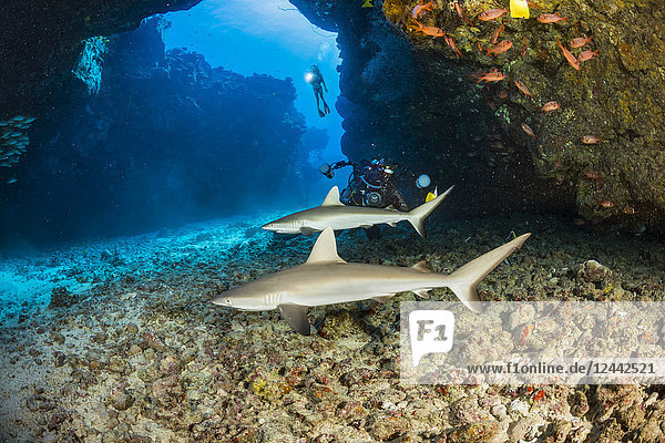 Dieser Tauchplatz vor der Küste von Kona ist als A Touch of Gray bekannt und beherbergt mehrere junge Graue Riffhaie (Carcharhinus amblyrhynchos); Hawaii  Vereinigte Staaten von Amerika