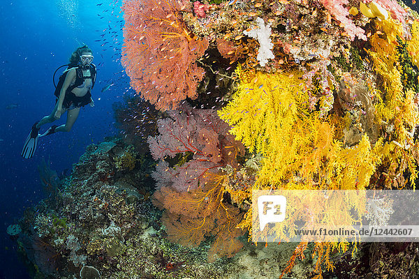 Taucher an einem mit Gorgonien und Alcyonenkorallen bewachsenen Steilhang; Fidschi