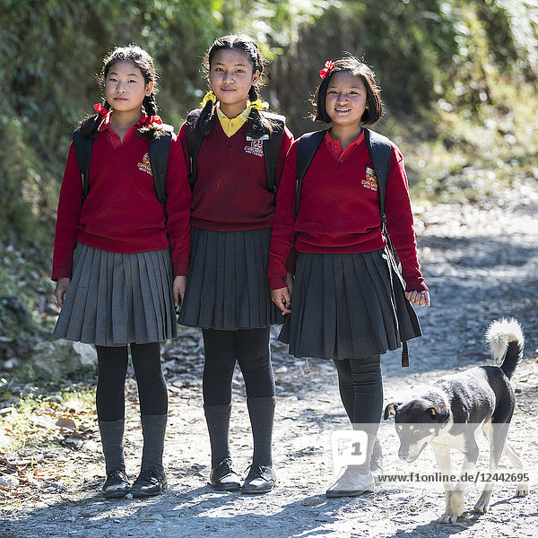Portrait of three teenage girls in school uniform with a dog walking down a path to school in the Himalayan foothills; Kaluk  Sikkim  India