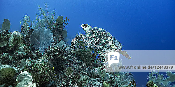 Echte Karettschildkröte (Eretmochelys imbricata)  Belize