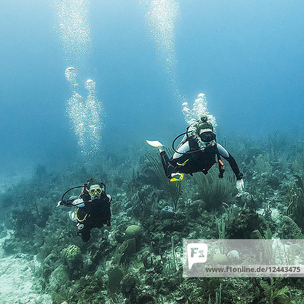 Scuba divers at Joe's Wall Dive Site  Belize Barrier Reef  Belize