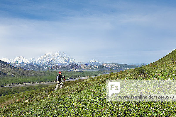 Senior Man Hiking On The Tundra In Thorofare Pass With Mt. Mckinley In The Background  Interior Alaska  Summer