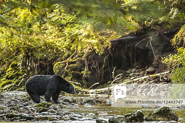 Schwarzbär (Ursus americanus) beim Fischen in einem Bach im Great Bear Rainforest  Hartley Bay  British Columbia  Kanada