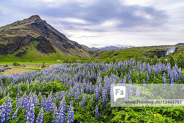 A field of lupines in vibrant colour at sunset in front of a volcanic mountain Iceland