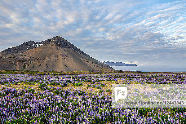 A beautiful volcanic mountain scene with wispy clouds and blue sky is accented in late evening light behind a field full of lupine wildflowers Iceland