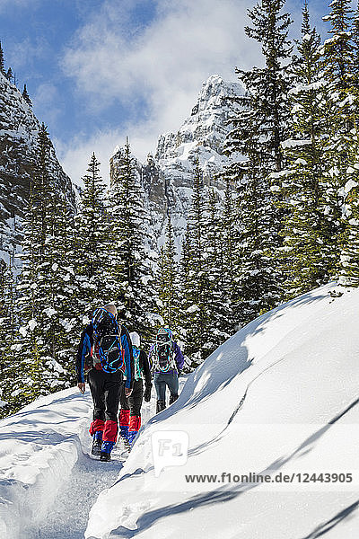 Male and two female snowshoers along a snow-covered trail with snow-covered mountain cliff in the background  Banff National Park; Lake Louise  Alberta  Canada