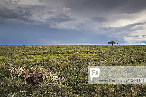 Geparden (Acinonyx jubatus) beim Fressen eines Wildtieres  Ndutu  Tansania